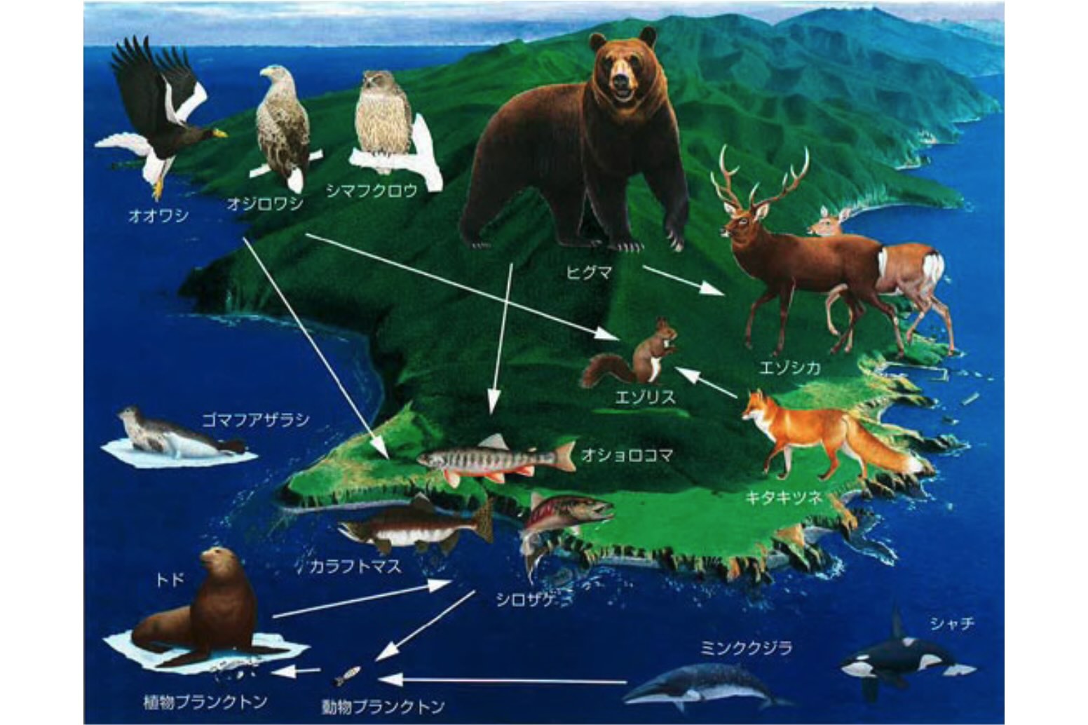 About – Shiretoko 60th 20th｜知床国立公園60周年・世界自然遺産20周年